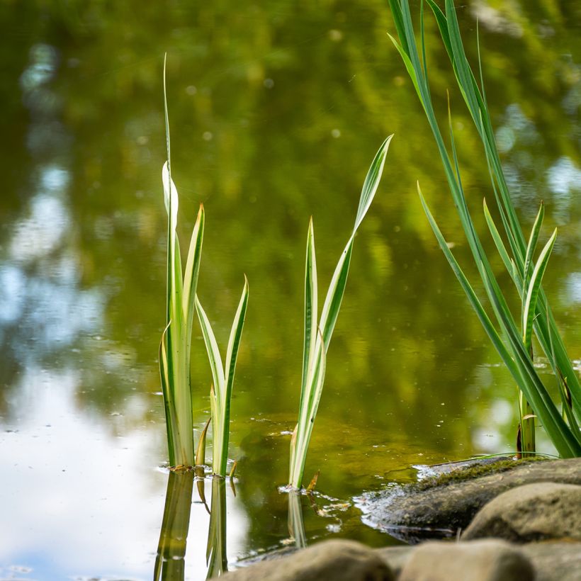 Acorus calamus Variegatus (Hábito)