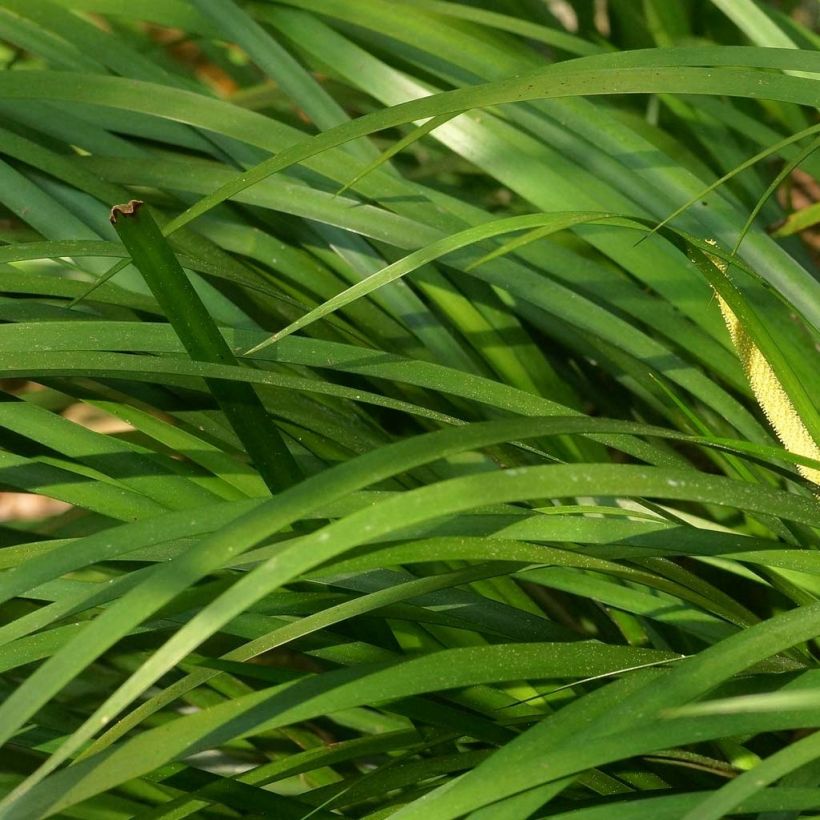 Acorus gramineus (Folhagem)