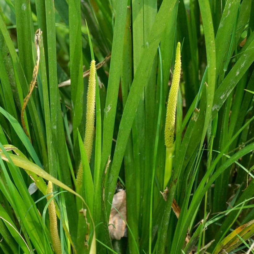 Acorus gramineus (Floração)