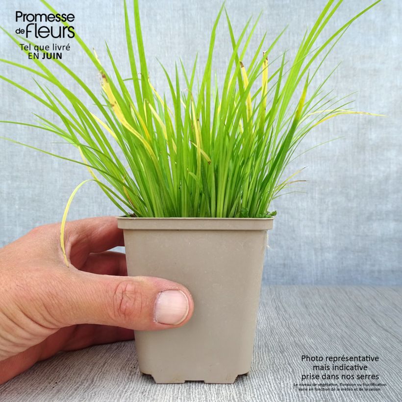 Amostra de Acorus gramineus Vaso de 8/9 cm tal como entregue no verão
