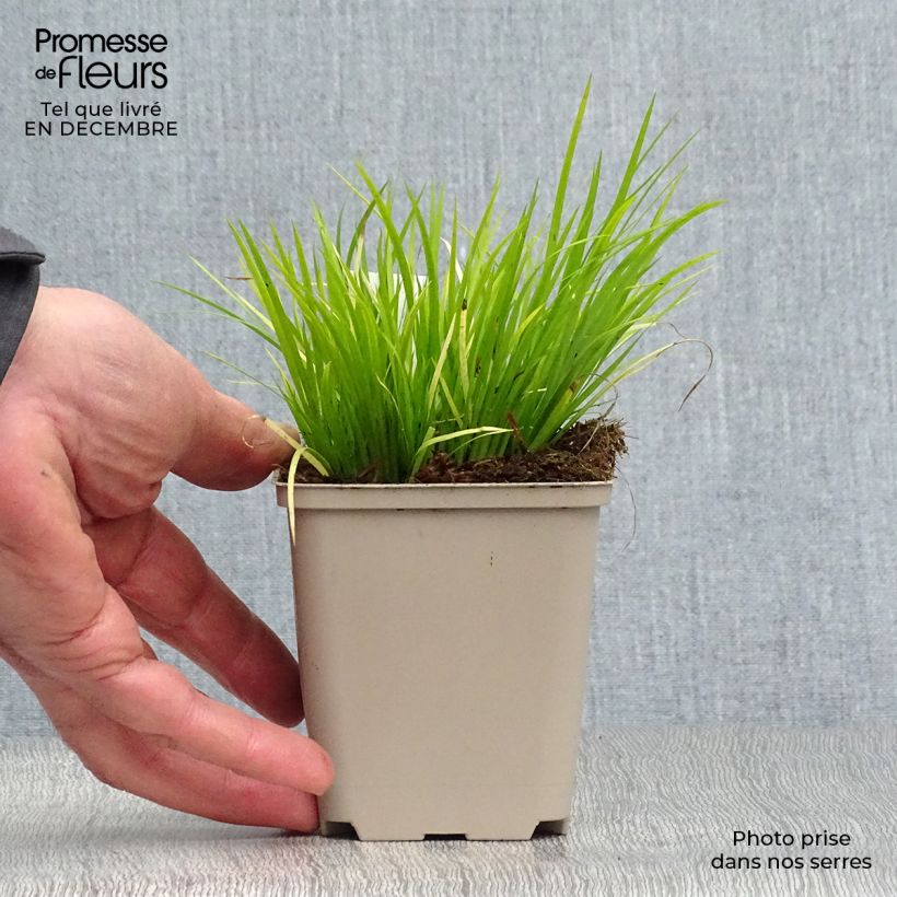Amostra de Acorus gramineus - Acore, jonc japonais Vaso de 8/9 cm tal como entregue no inverno