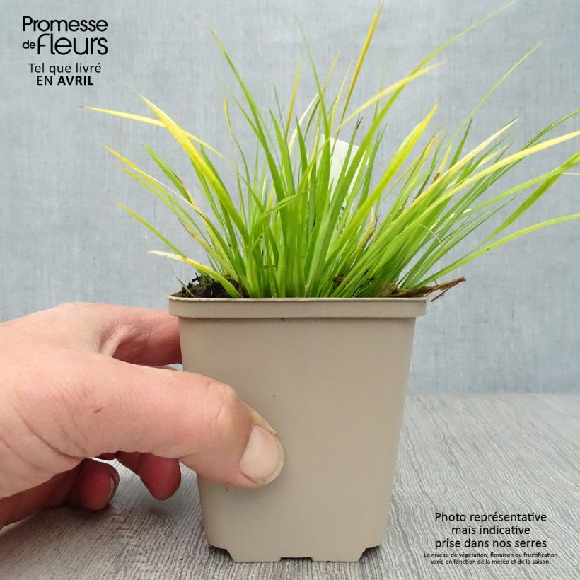 Amostra de Acorus gramineus Vaso de 8/9 cm tal como entregue na primavera