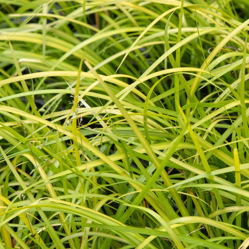 Acorus gramineus (Folhagem)