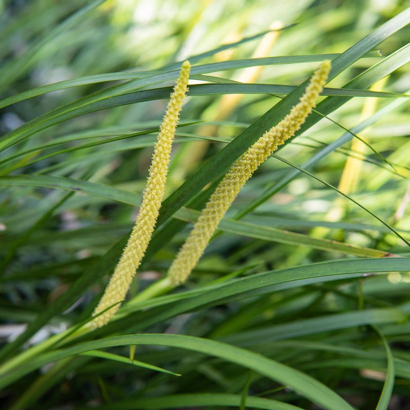 Acorus gramineus (Floração)
