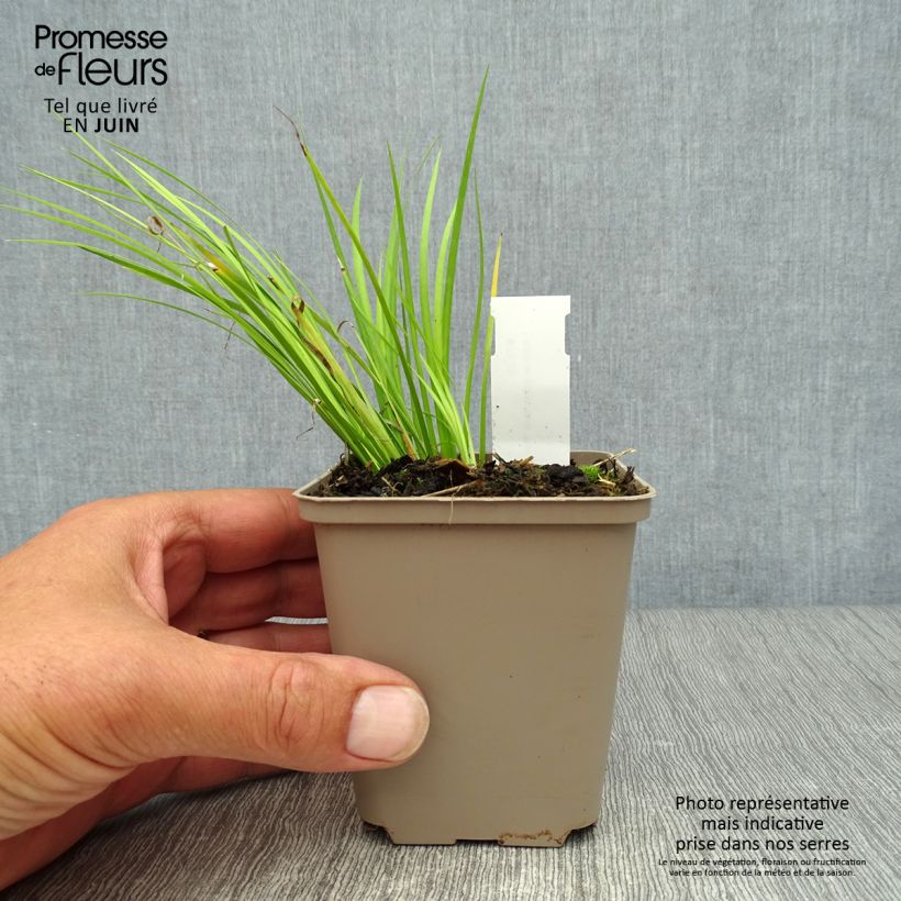 Amostra de Acorus gramineus Hakuro Nishiki Vaso de 8/9 cm tal como entregue no verão