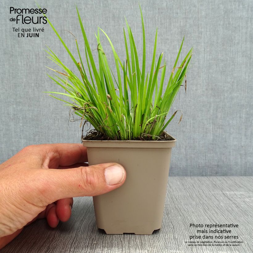 Amostra de Acorus gramineus Hakuro Nishiki Vaso de 8/9 cm tal como entregue na primavera