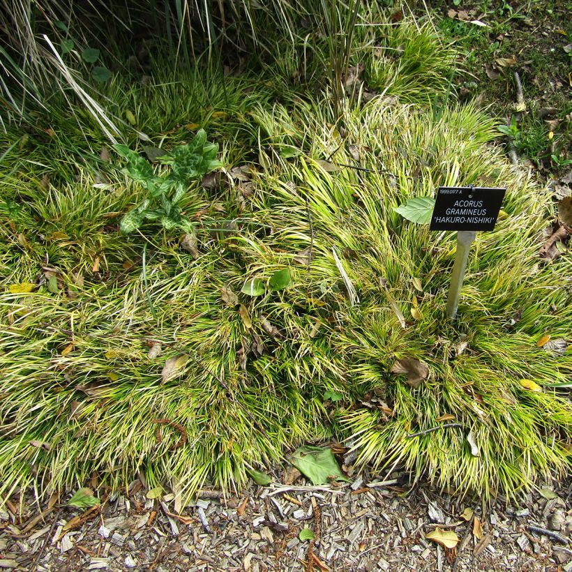 Acorus gramineus Hakuro Nishiki (Hábito)