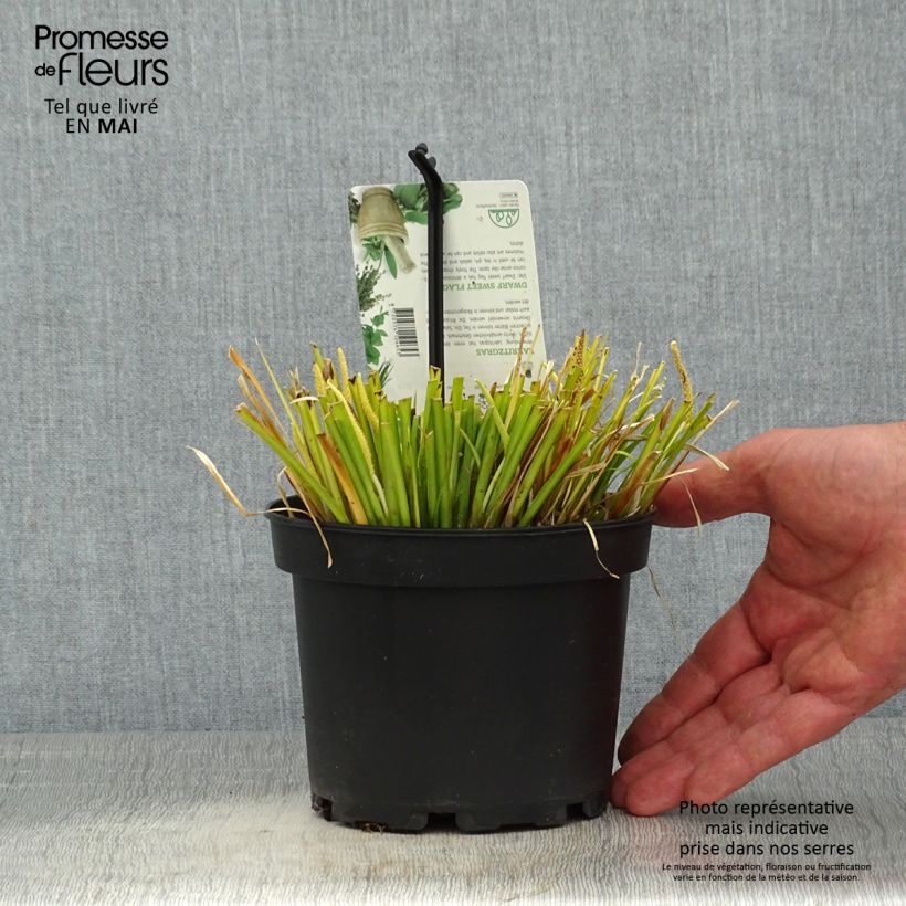 Amostra de Acorus gramineus Licorice Vaso de 1,5 L/2 L tal como entregue na primavera