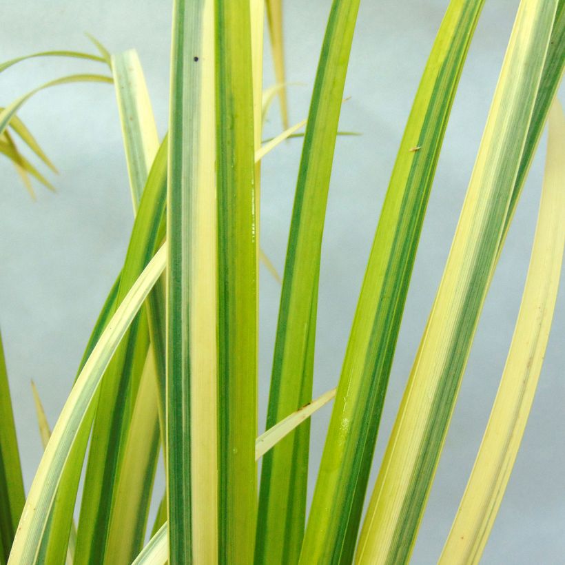 Acorus gramineus Ogon (Folhagem)