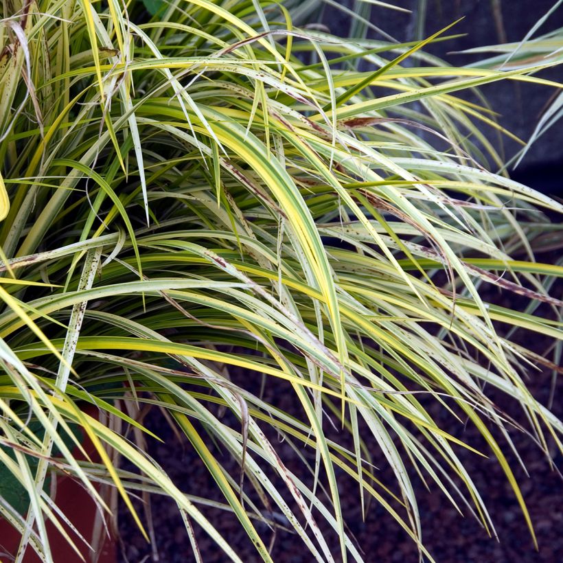 Acorus gramineus Ogon (Folhagem)