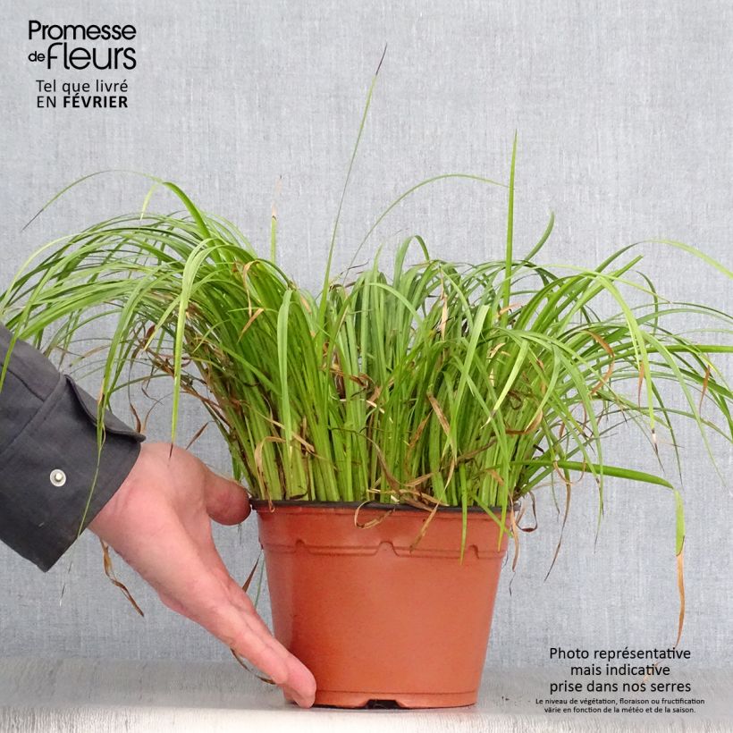 Amostra de Acorus gramineus Ogon - Jonc japonais panaché Pot de 2L/3L tal como entregue no inverno