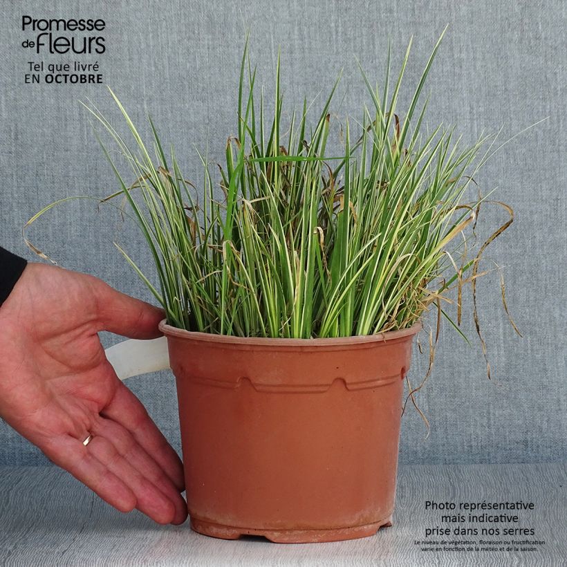 Amostra de Acorus gramineus Variegata Vaso de 2 L/3 L tal como entregue no outono