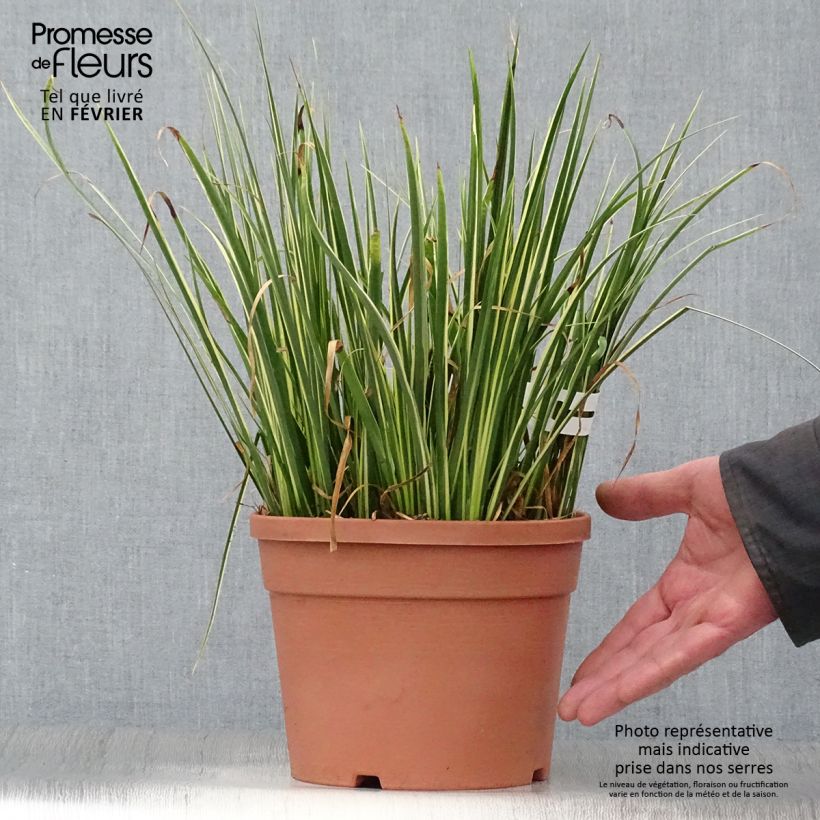 Amostra de Acorus gramineus Variegata - Jonc japonais panaché Vaso de 2 L/3 L tal como entregue no inverno