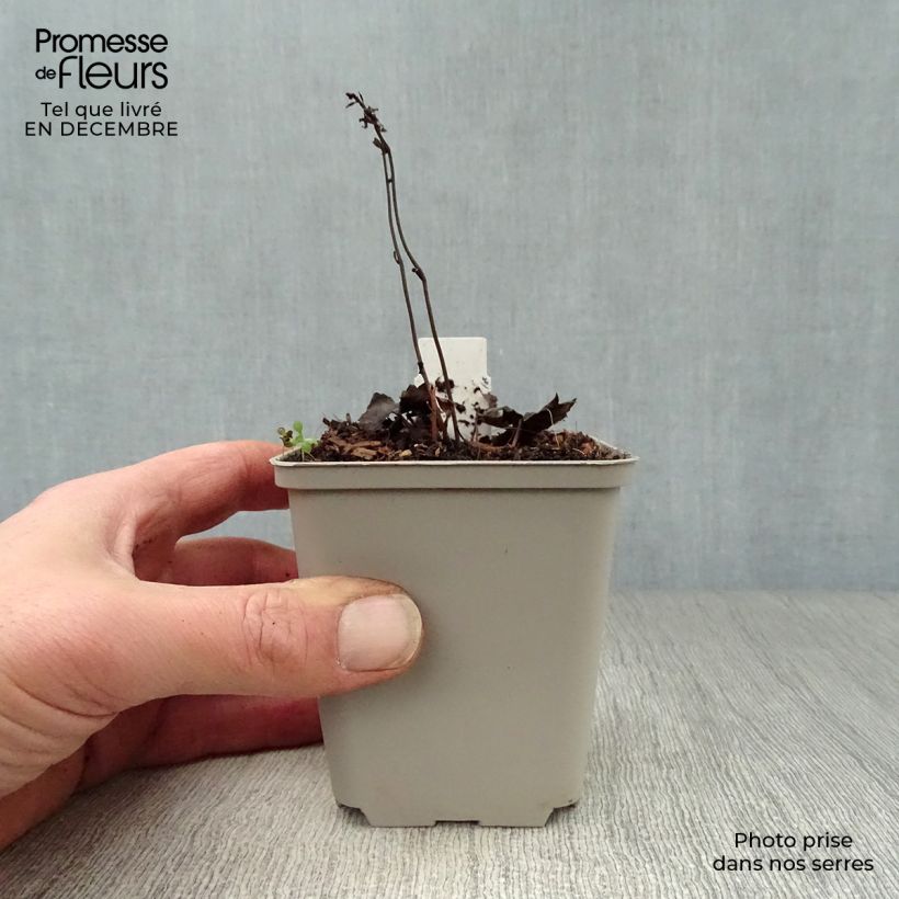 Amostra de Actaea Cheju-Do - Cimicifuga japonica Vaso de 8/9 cm tal como entregue no inverno