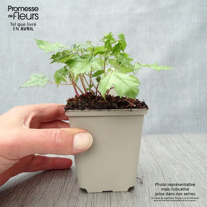 Amostra de Actaea japonica Cheju Vaso de 8/9 cm tal como entregue na primavera