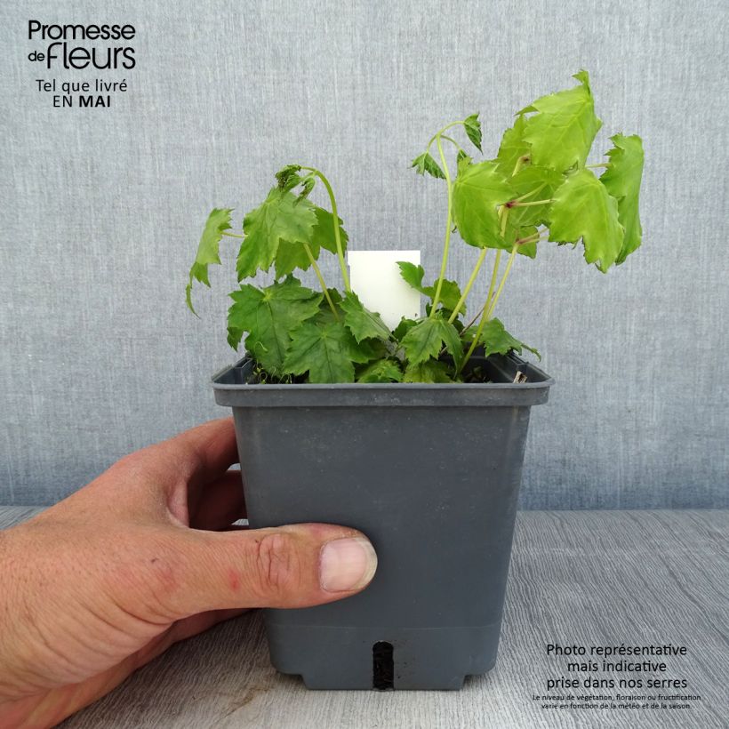 Amostra de Actaea japonica Cheju Vaso de 1 L/1,5 L tal como entregue na primavera