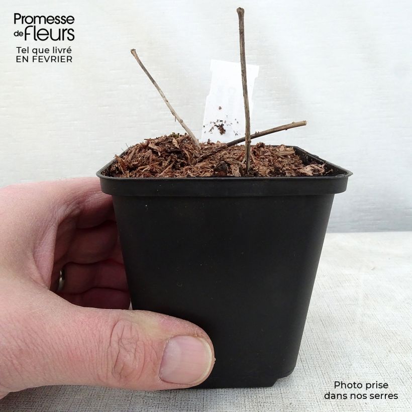 Amostra de Actaea dahurica (Cimicifuga) - Cierge d'argent Godet de 8/9 cm tal como entregue no inverno