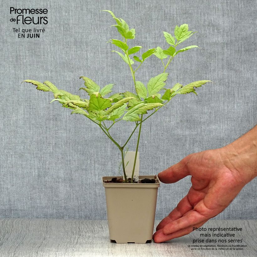 Amostra de Actaea pachypoda Misty Blue Vaso de 8/9 cm tal como entregue no verão