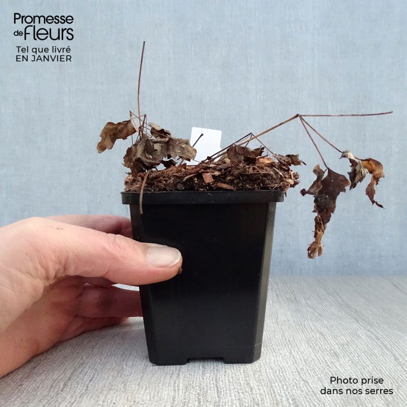 Amostra de Actaea pachypoda Misty Blue - Actée à gros pédicelles Vaso de 8/9 cm tal como entregue no inverno