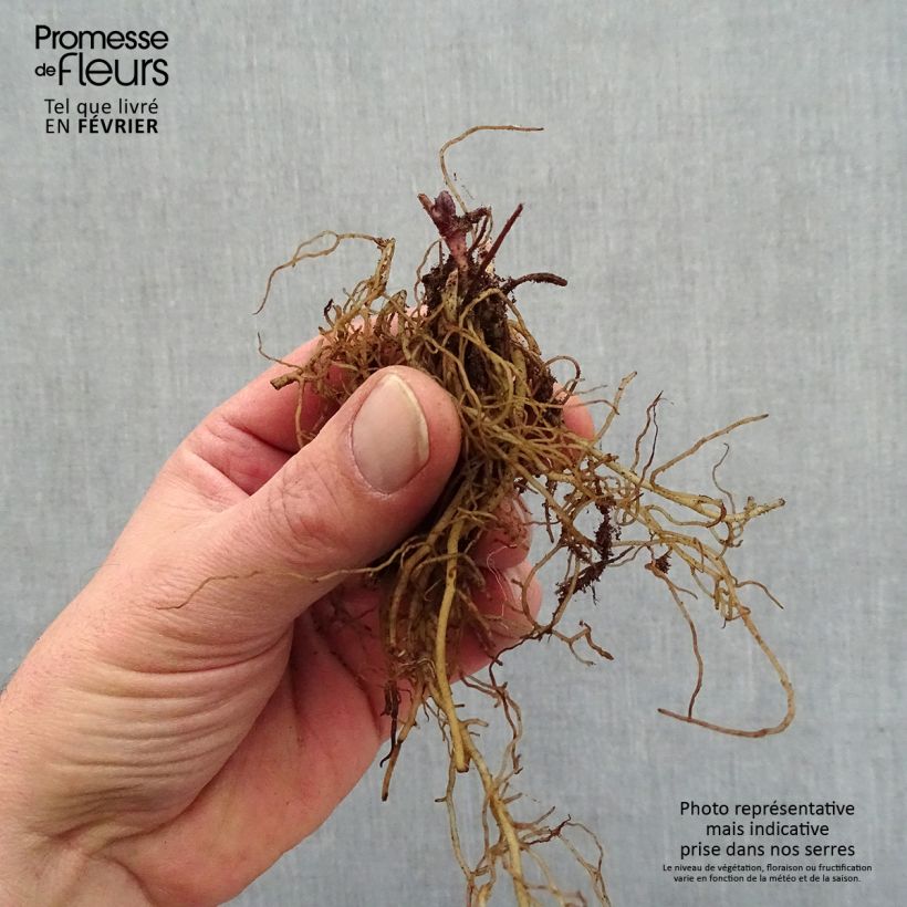 Amostra de Actaea pachypoda Misty Blue - Actée à gros pédicelles Raízes nuas tal como entregue no inverno