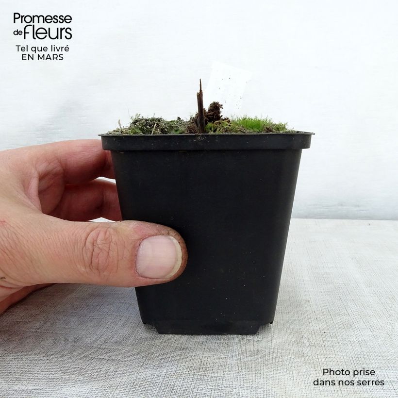 Amostra de Actaea rubra Vaso de 8/9 cm tal como entregue na primavera