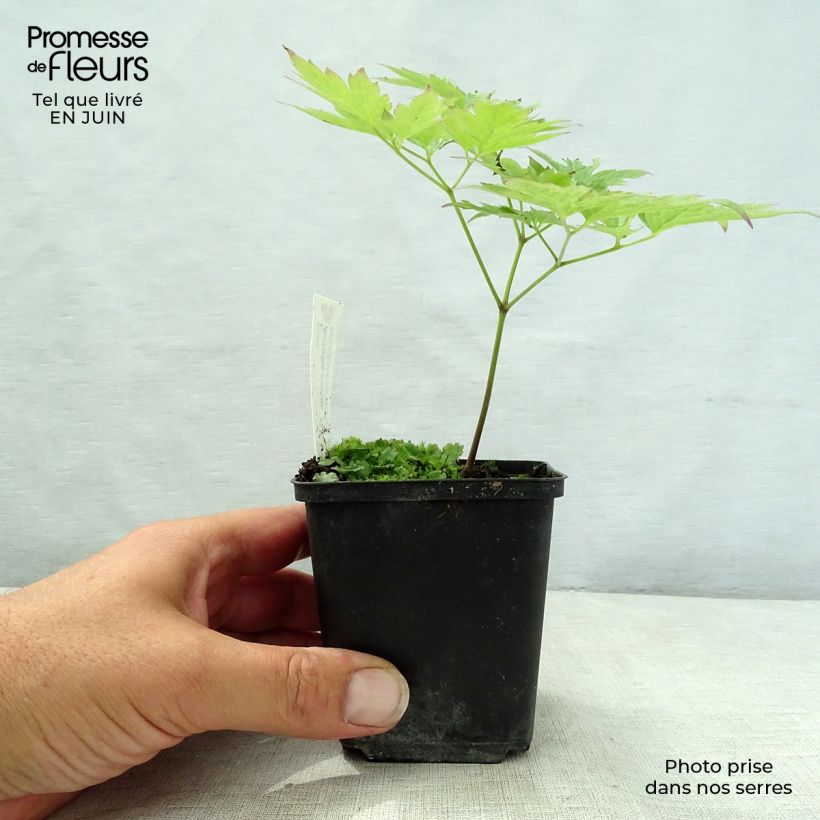 Amostra de Actaea rubra Vaso de 8/9 cm tal como entregue no verão