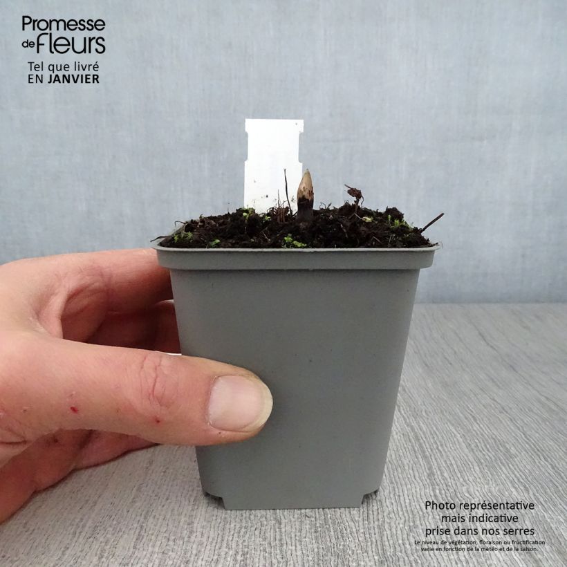 Amostra de Actaea rubra - Actée rouge Vaso de 8/9 cm tal como entregue no inverno