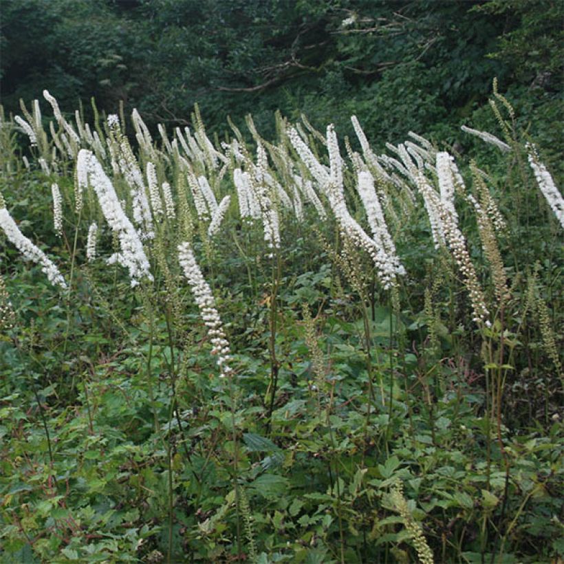 Actaea simplex Carbonella (Floração)
