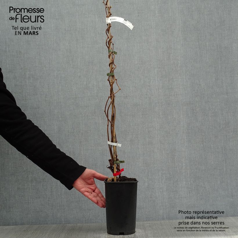 Amostra de Kiwi deliciosa Montcap Vaso de 2 L/3 L tal como entregue no inverno