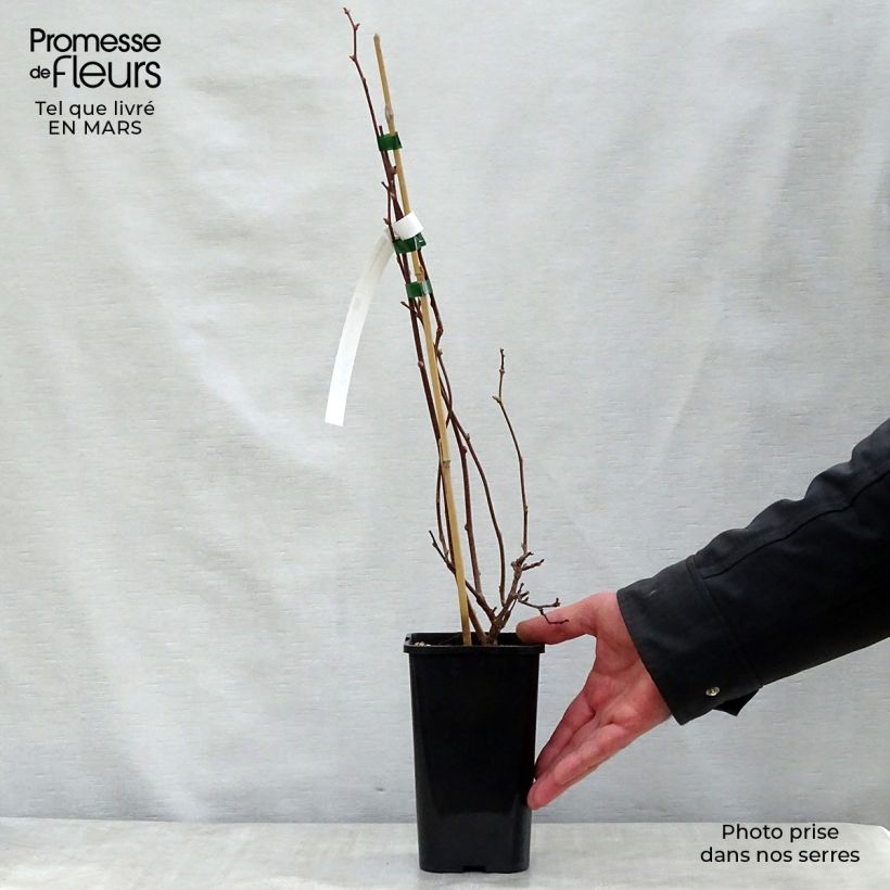 Amostra de Actinidia kolomikta Adam Vaso de 1,5 L/2 L tal como entregue na primavera