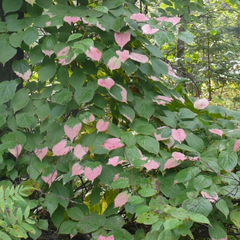 Actinidia kolomikta Eve (Folhagem)