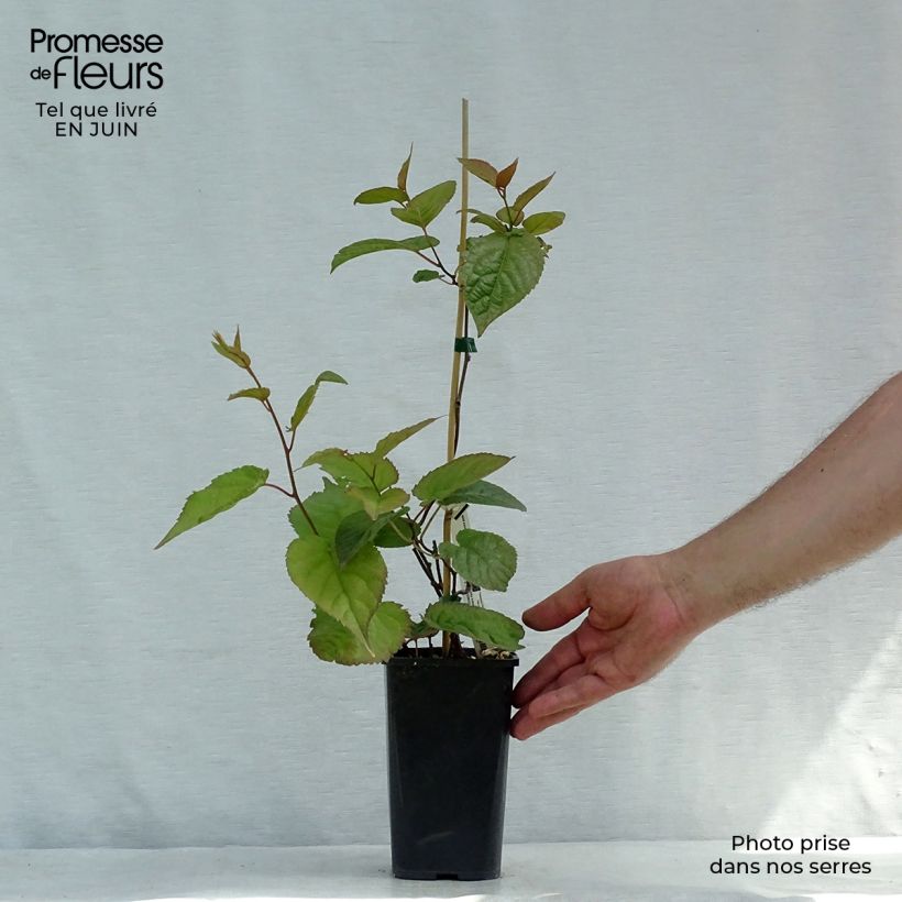 Amostra de Actinidia kolomikta Eve Vaso de 1,5 L/2 L tal como entregue no verão