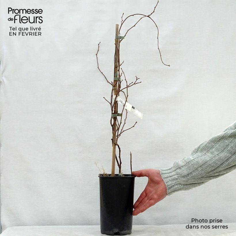 Amostra de Actinidia kolomikta Eve - Kiwi d'ornement femelle Vaso de 1,5 L/2 L tal como entregue no inverno