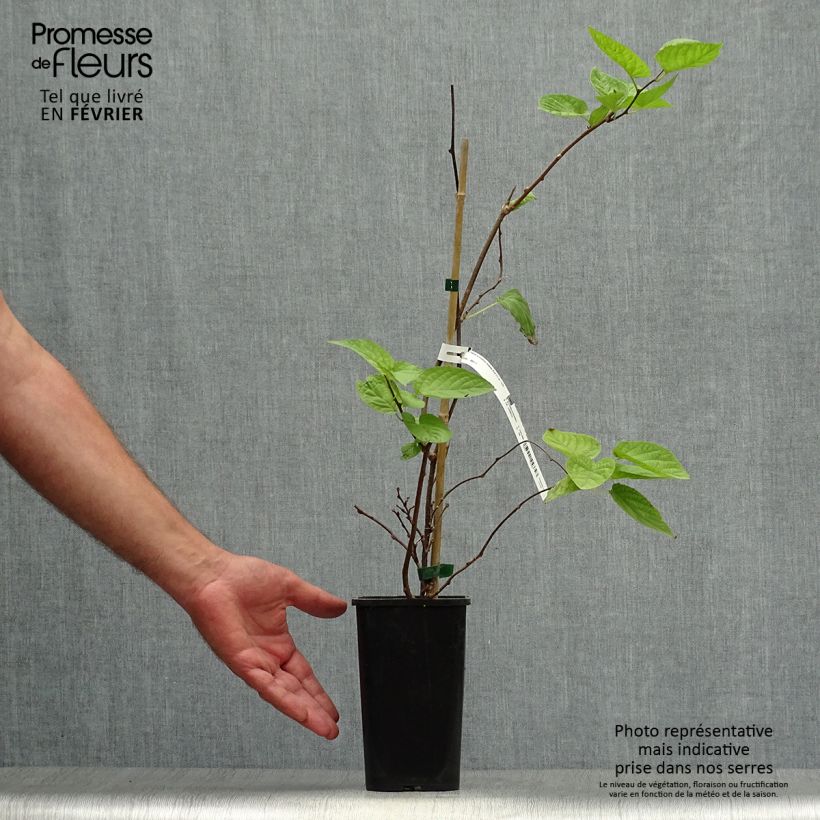 Amostra de Actinidia kolomikta Eve Vaso de 1,5 L/2 L tal como entregue no outono