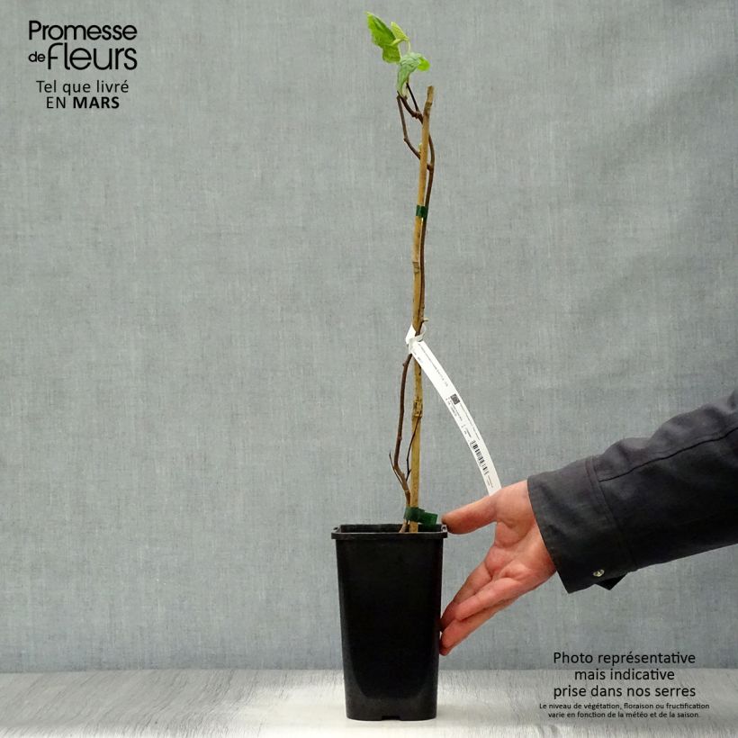 Amostra de Actinidia kolomikta Eve Vaso de 1,5 L/2 L tal como entregue na primavera