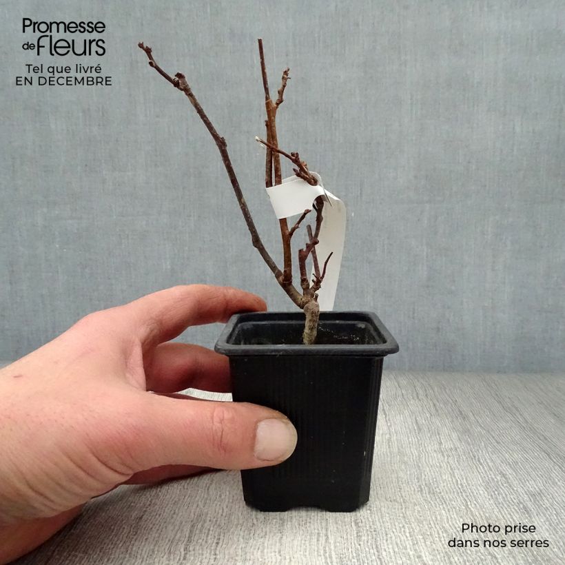 Amostra de Actinidia kolomikta - Kiwi d'ornement Vaso de 8/9 cm tal como entregue no inverno