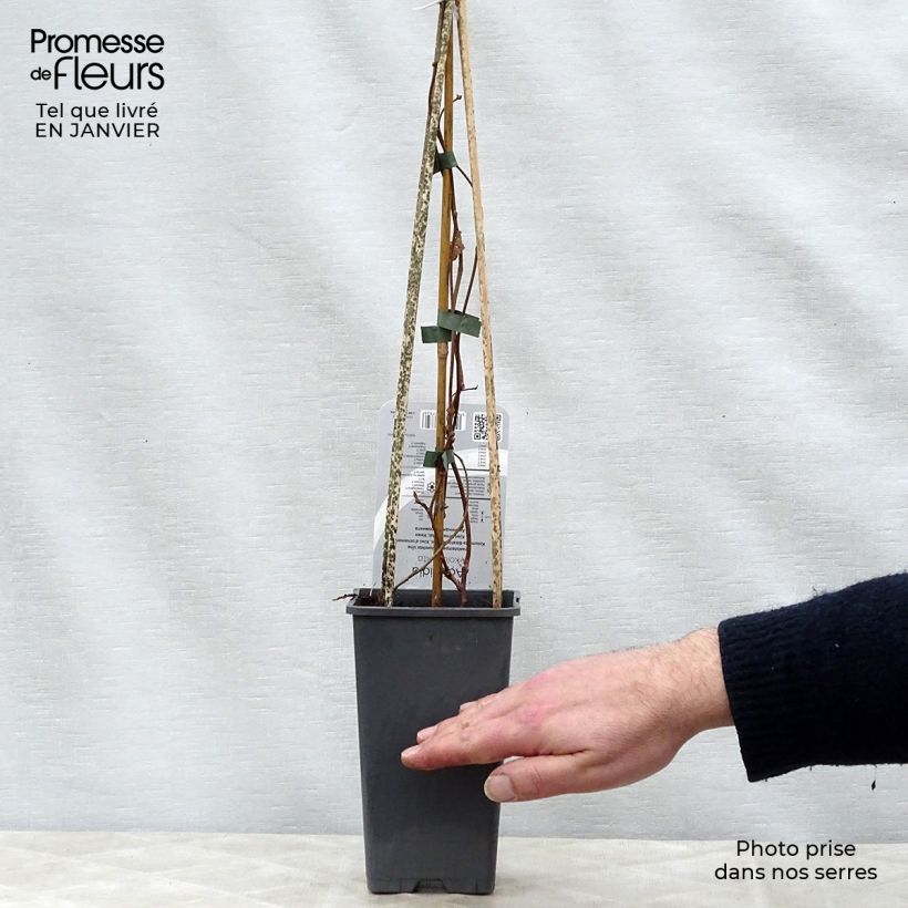 Amostra de Actinidia kolomikta - Kiwi d'ornement Vaso de 2 L/3 L tal como entregue no inverno