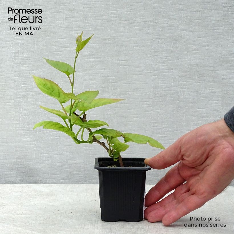 Amostra de Actinidia kolomikta Vaso de 8/9 cm tal como entregue na primavera