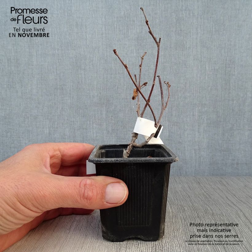 Amostra de Actinidia kolomikta Vaso de 8/9 cm tal como entregue no outono