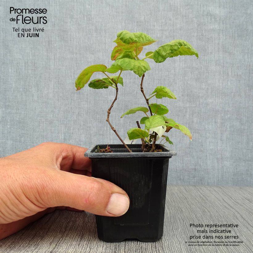 Amostra de Actinidia kolomikta Vaso de 8/9 cm tal como entregue no verão