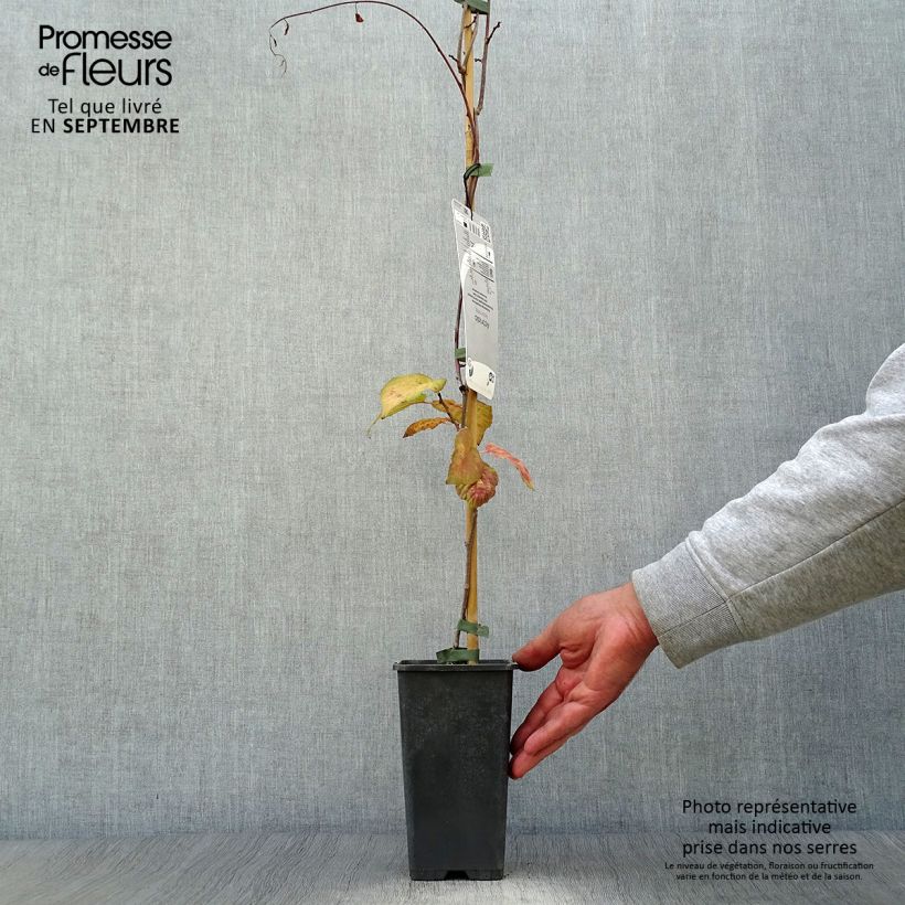 Amostra de Actinidia kolomikta Vaso de 2 L/3 L tal como entregue no outono