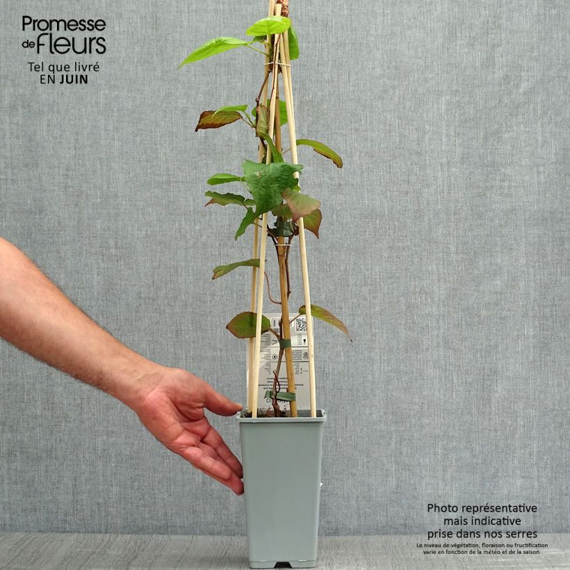Amostra de Actinidia kolomikta Vaso de 2 L/3 L tal como entregue no verão