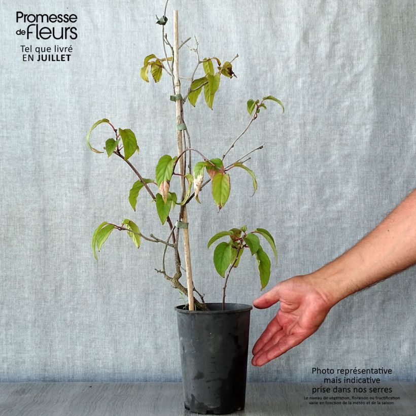 Amostra de Actinidia pilosula Vaso de 2 L/3 L tal como entregue no verão