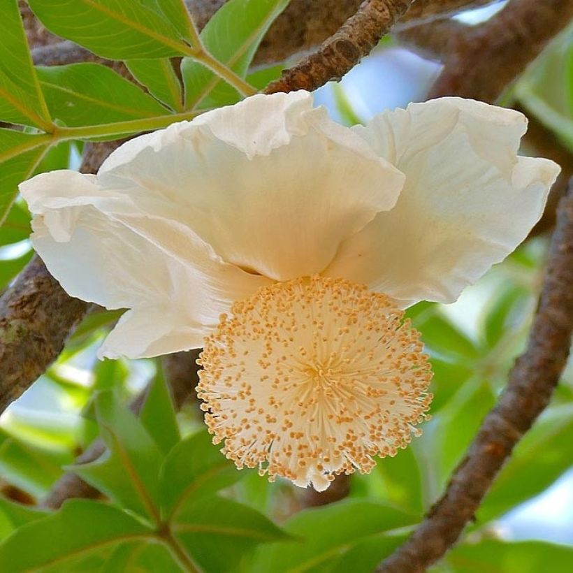 Adansonia digitata (Floração)