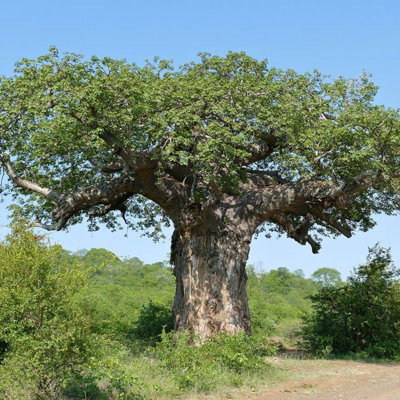 Adansonia digitata (Hábito)
