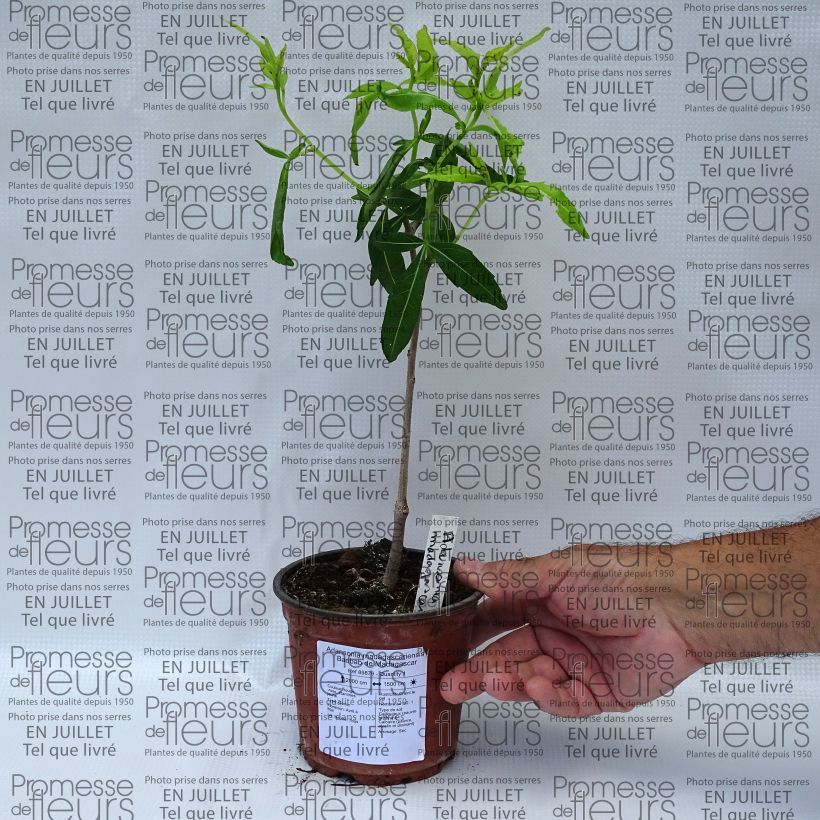 Amostra de Adansonia madagascariensis - Baobab de Madagascar Vaso de 12 cm/13 cm tal como entregue no verão