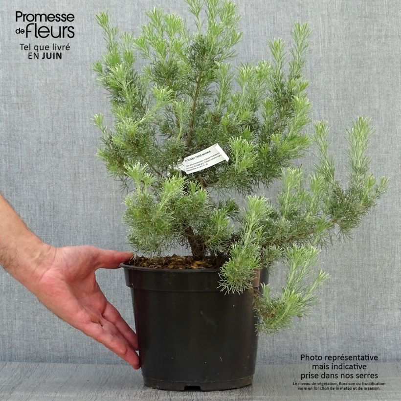 Amostra de Adenanthos sericeus Vaso de 2 L/3 L tal como entregue no verão