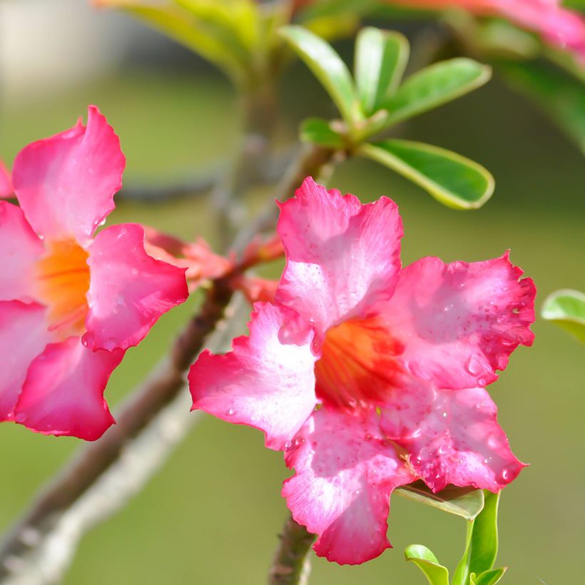 Adenium obesum - Rosa-do-deserto (Floração)