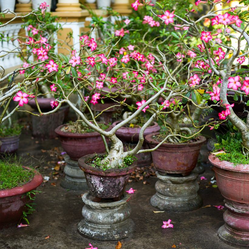 Adenium obesum - Rosa-do-deserto (Hábito)