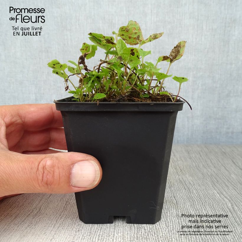 Amostra de Adenophora confusa Fairy Bells Gaudi Violet Vaso de 8/9 cm tal como entregue no verão